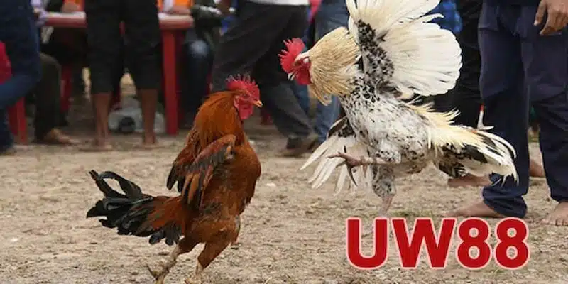 Tổng quan, khái niệm về Đá gà UW88