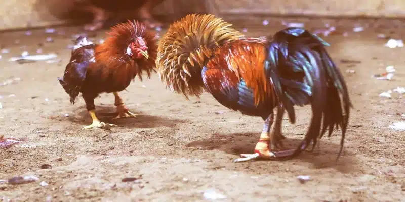 Tổng quan, khái niệm về giống gà tre huyền thoại tại Việt Nam