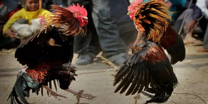 Luật chơi cơ bản của trò đá gà tại trường gà Savan